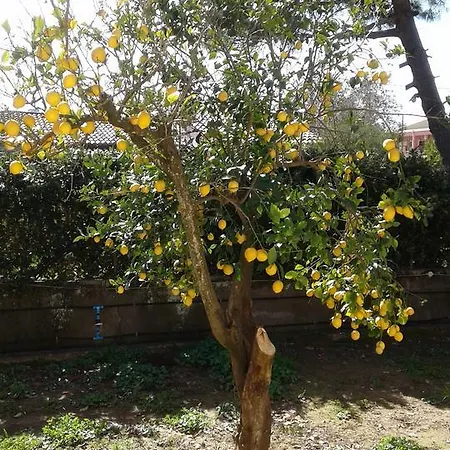 Lemon Garden * Ágios Geórgios