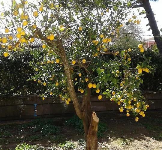 Lemon Garden * Άγιος Γεώργιος