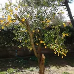 Lemon Garden * 아기오스 게오르기오스